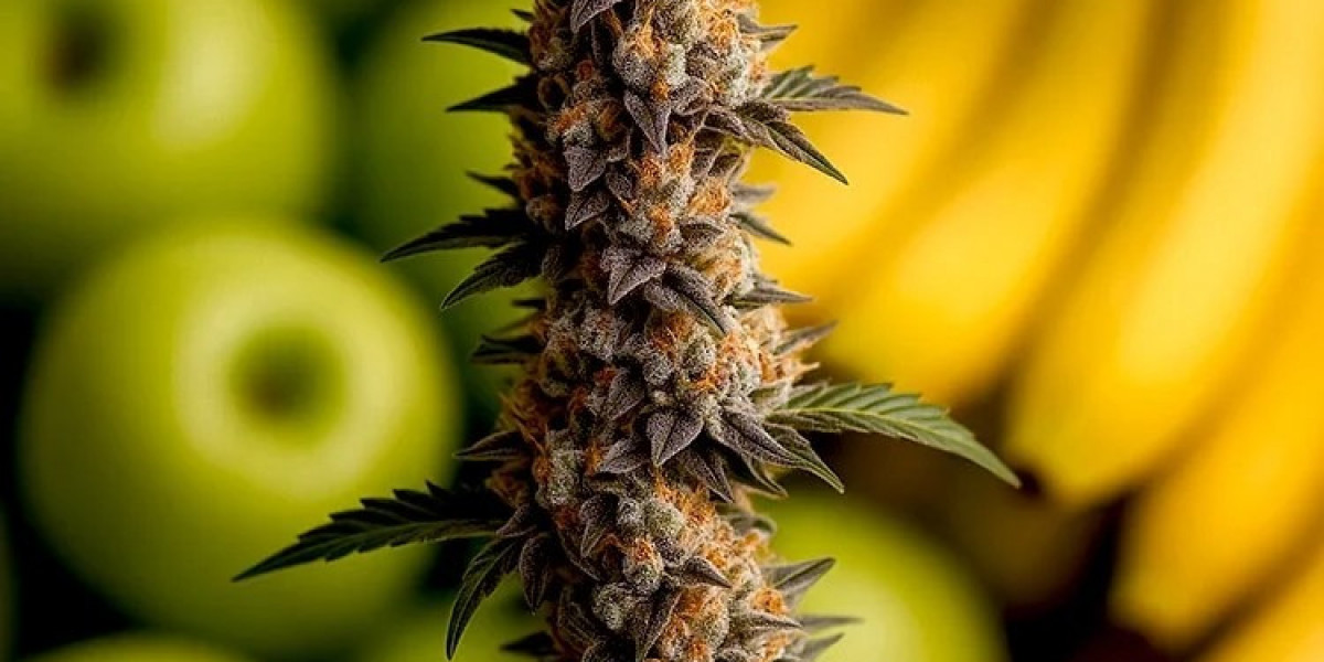 Buy Apples and Bananas Seeds | Premium Cannabis Genetics
