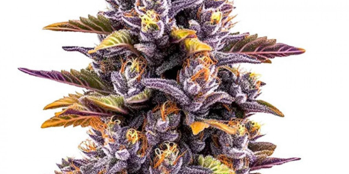 Forbidden Fruit Seeds: Grow the Best Purple Cannabis (2026)