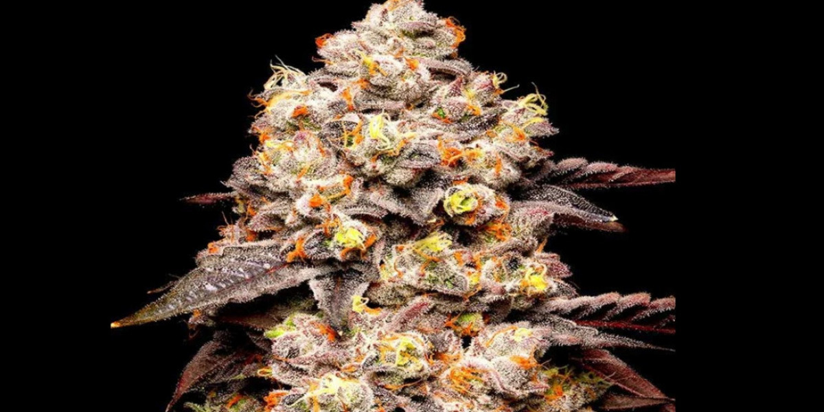 Dried Hybrid Cookies Seeds Grow Sweet & Potent Buds