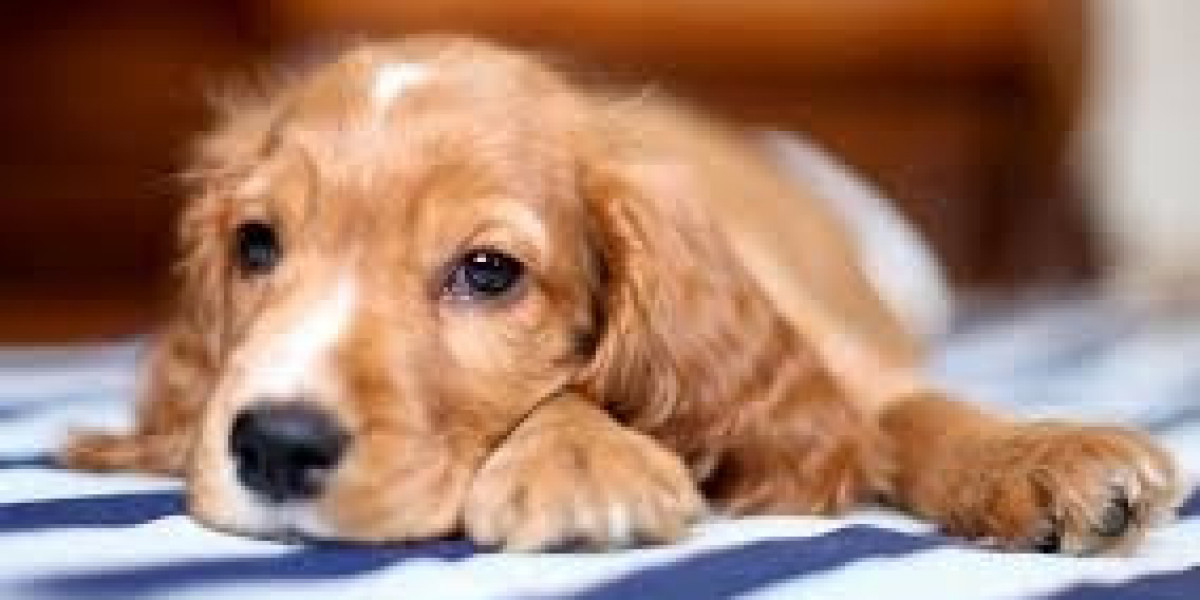 Managing Gastroenteritis in Puppies: Tips from Veterinary Experts