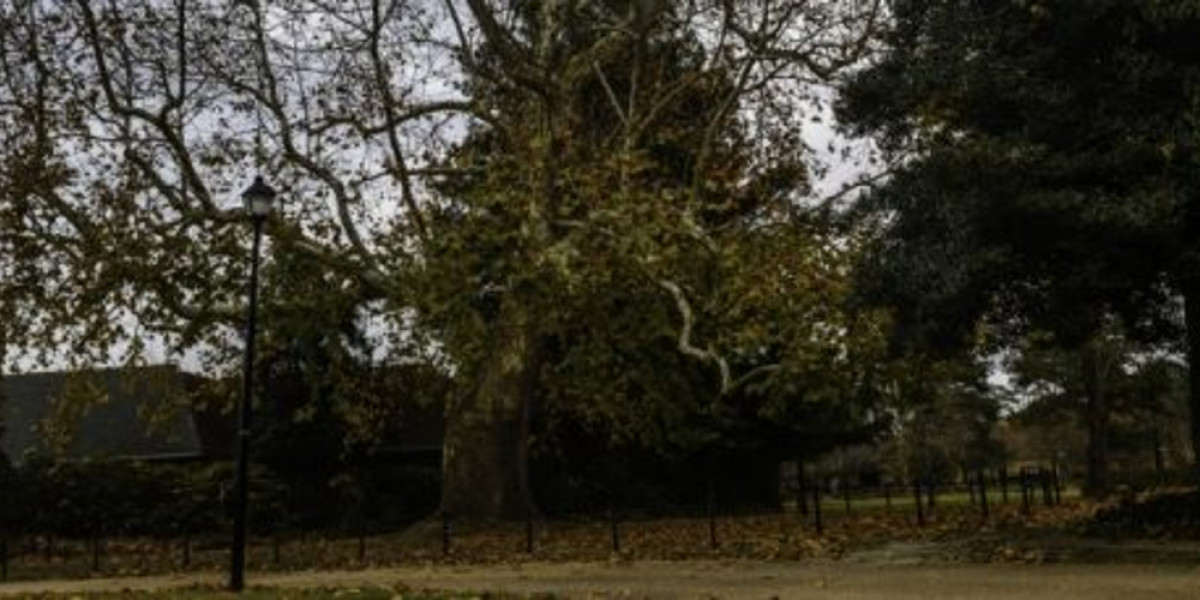 Gaming Plans: BlizzCon, Pokémon Go & More