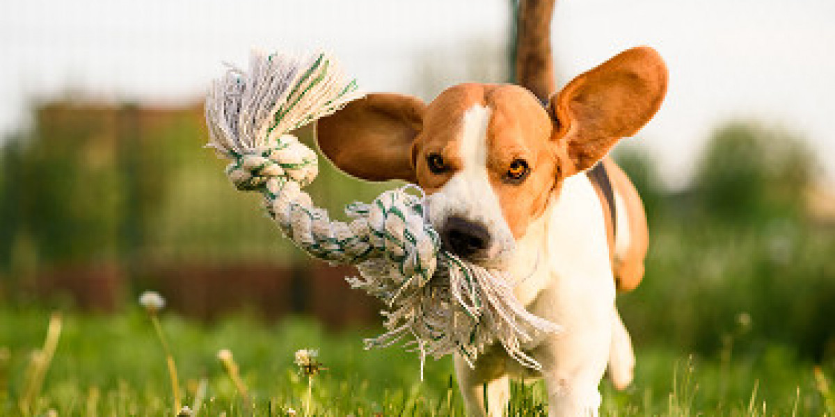 THE PSYCHOLOGY OF DOG TOYS: WHY PLAY MATTERS FOR YOUR PUP?